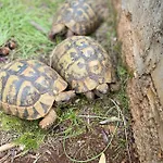 Miki, Okrug Gornji, Trogir