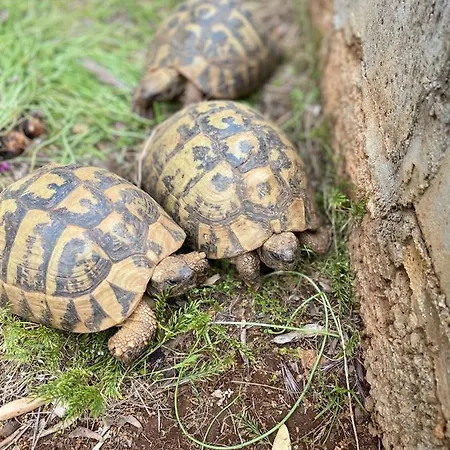 Miki, Okrug Gornji, Trogir